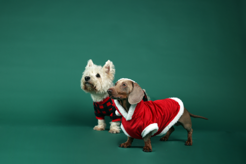 The Best Dog-Friendly Christmas Markets to Visit in the UK