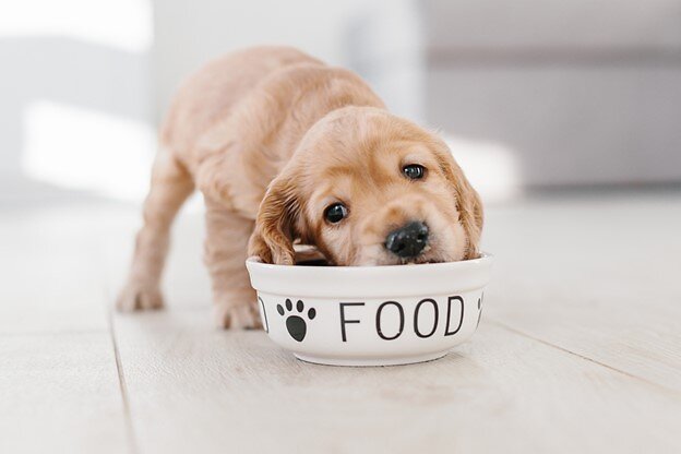 Dog eating in bowl.