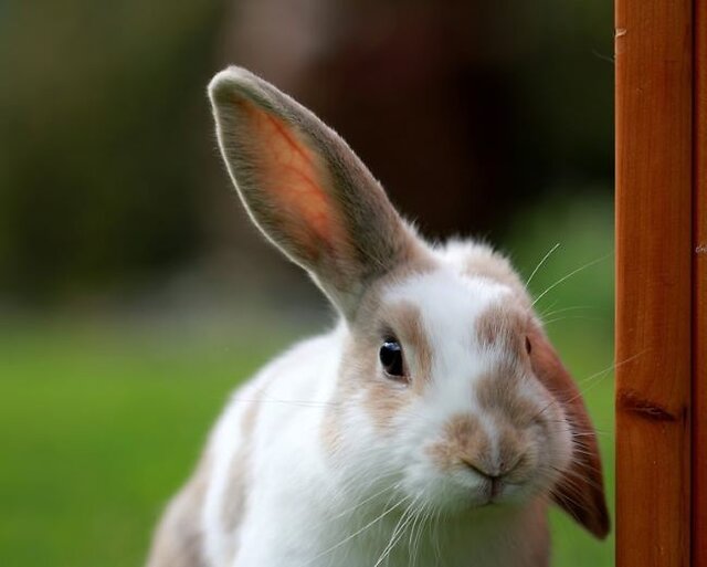 image of rabbit with ear up