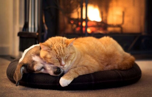 Dog and cat sleeping together.