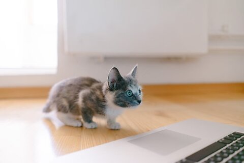 How to Stop a Kitten From Biting