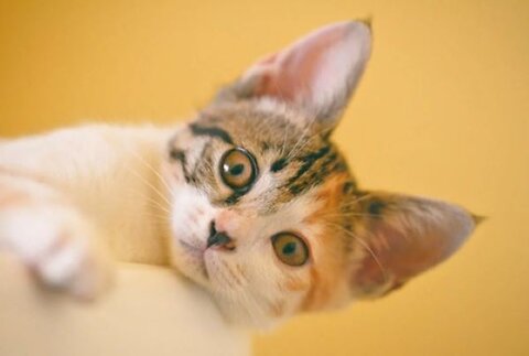 The Guide to Kitten Nutrition