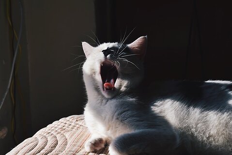 Why Do Cats Pant?