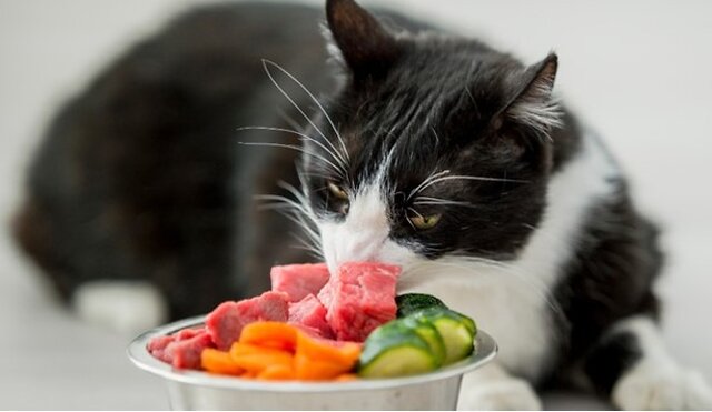 Cat eating meat and vegetables.