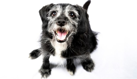 Helping Senior Dogs in the Heat