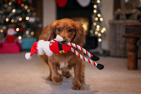 The Paw-fect Present: £5 & Under Gift Guide