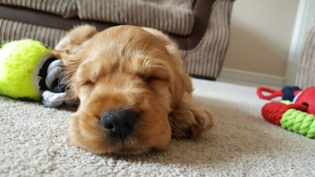 Dog sleeping on the carpet.