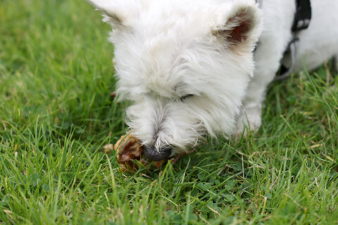 Safely Feeding Natural Treats