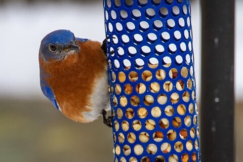 How to Attract Birds to your Garden