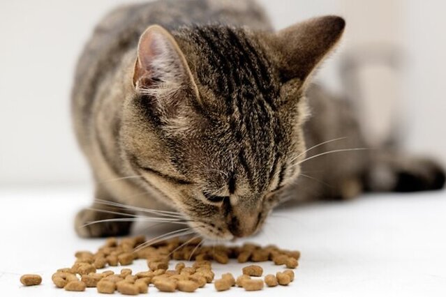 Cat eating dry food.