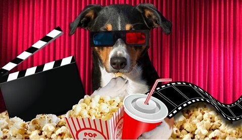 Best Summer Movies to Watch With Your Pet
