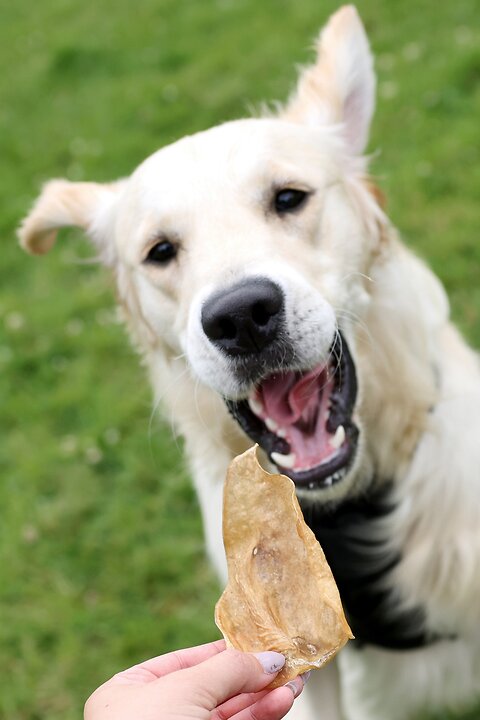 When to Give Raw Food to Puppies